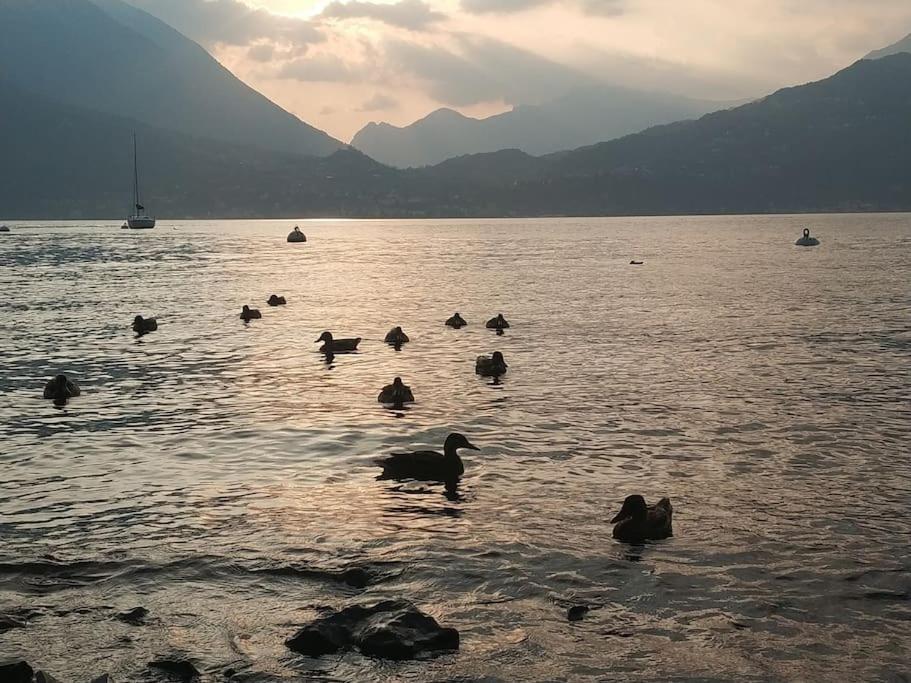 Le Case Di Giulia Abbadia Lariana Exteriér fotografie